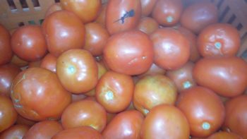 ? tomate chonto