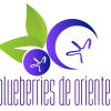 blueberries de oriente