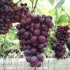 cultivos de uva y maracuya