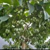 productor de tomate arbol yilmar castano