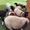 venta de ovinos en colombia