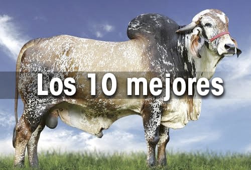 Conozca los 10 mejores toros de la raza gyr que tiene brasil