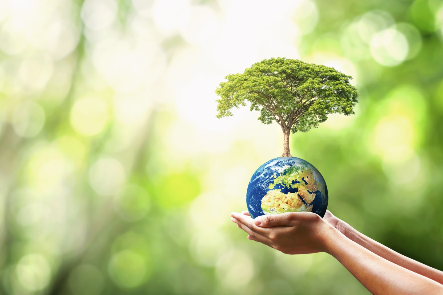 Día de la Tierra: Así puedes reciclar el aceite usado de cocina y ayudar al  medio ambiente